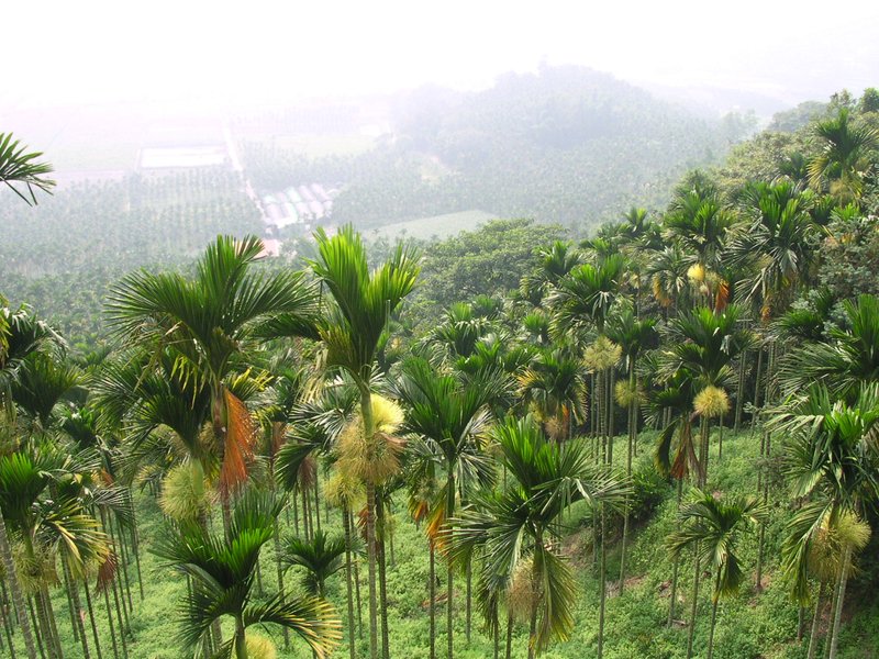 Betel Palm photo 4