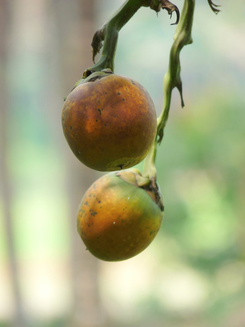 Betel Palm photo 5