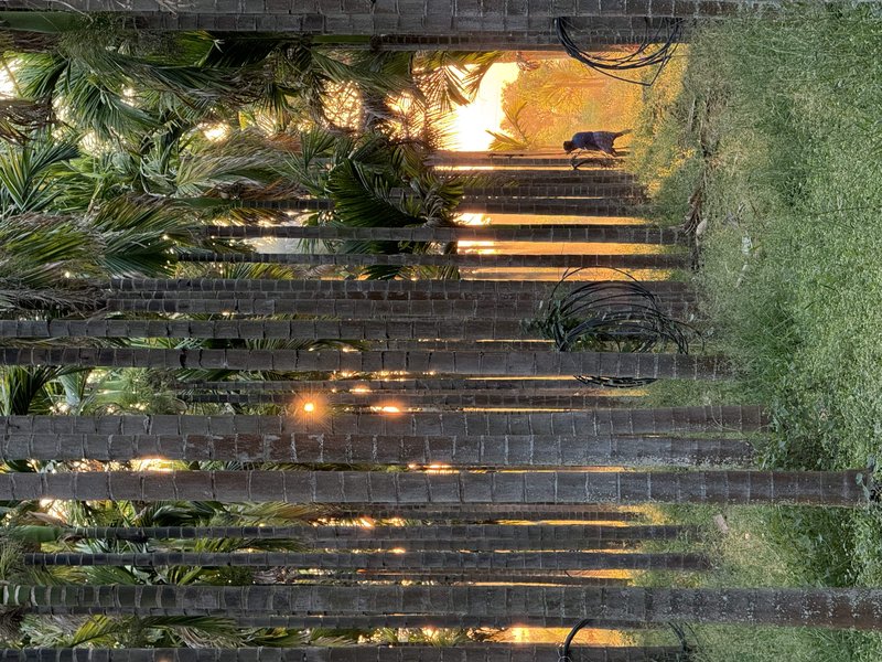 Betel Palm photo 6