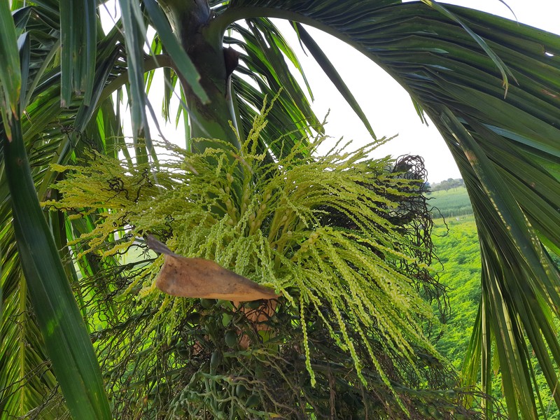 Betel Palm photo 7