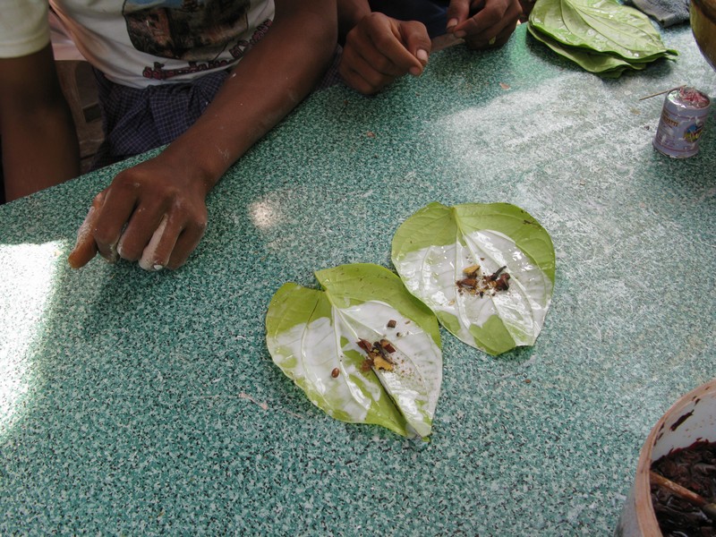 Betel Palm photo 8