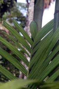 Areca concinna