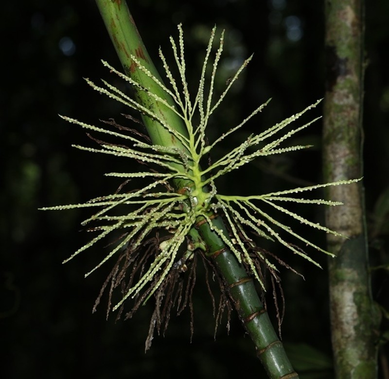Areca concinna photo 3
