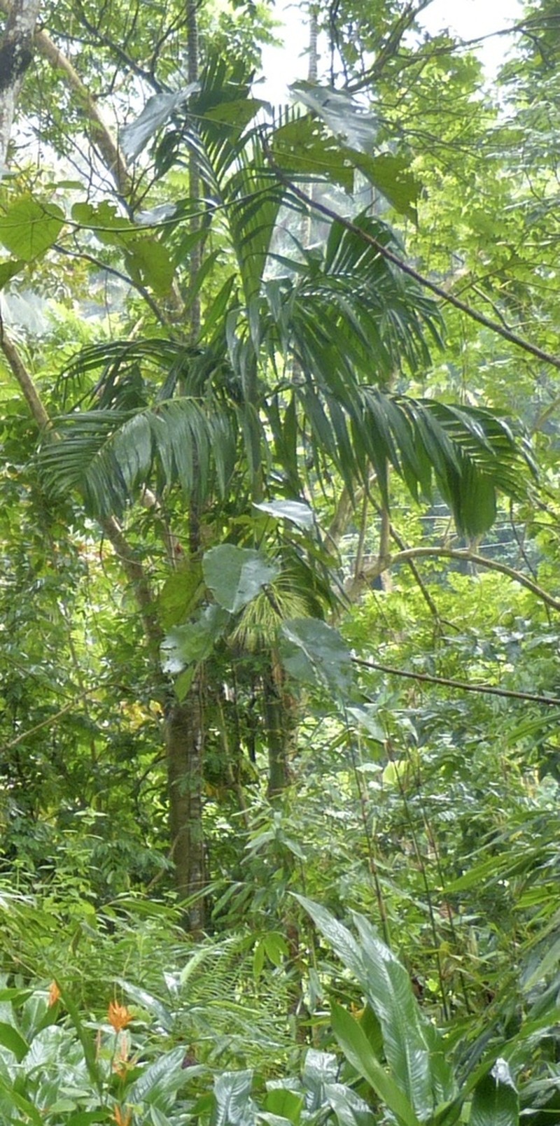 Areca concinna photo 4