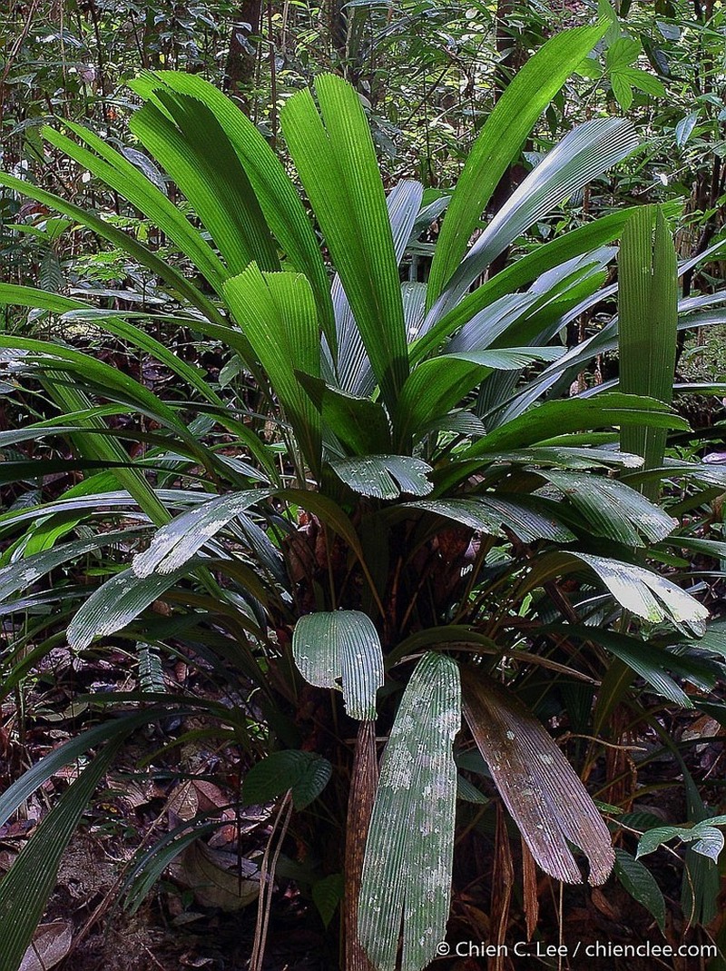 Areca dayung