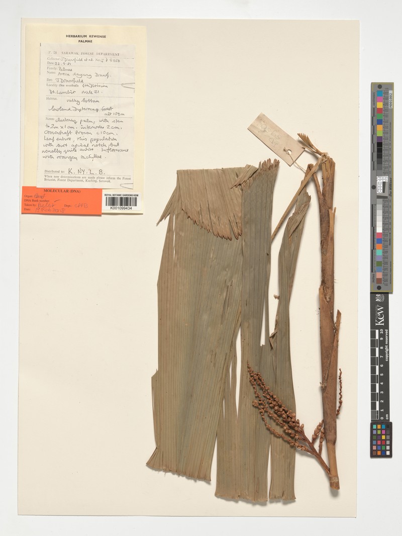Areca dayung photo 4