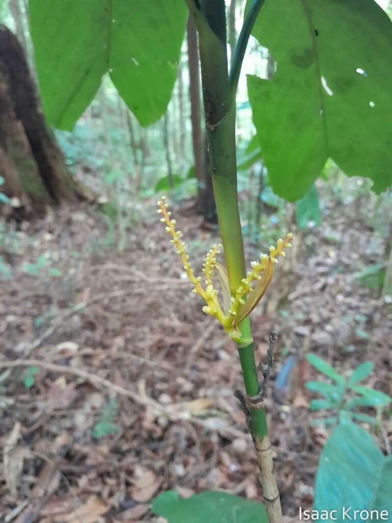 Areca furcata