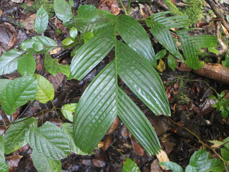 Areca furcata photo 3