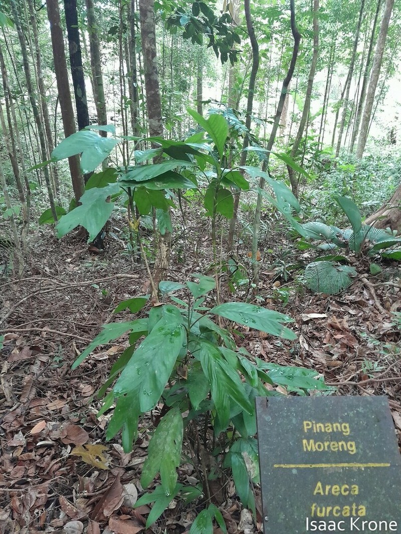 Areca furcata photo 4