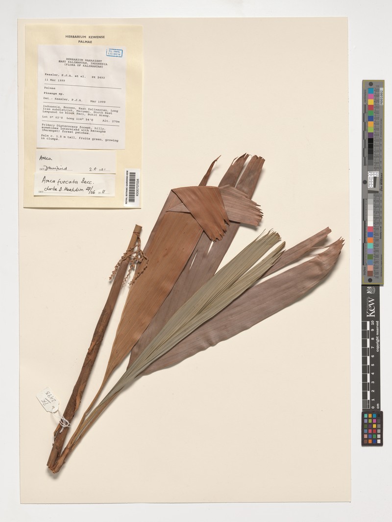 Areca furcata photo 6