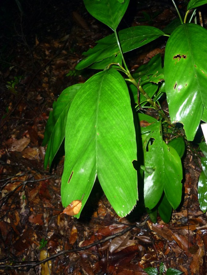 Areca furcata