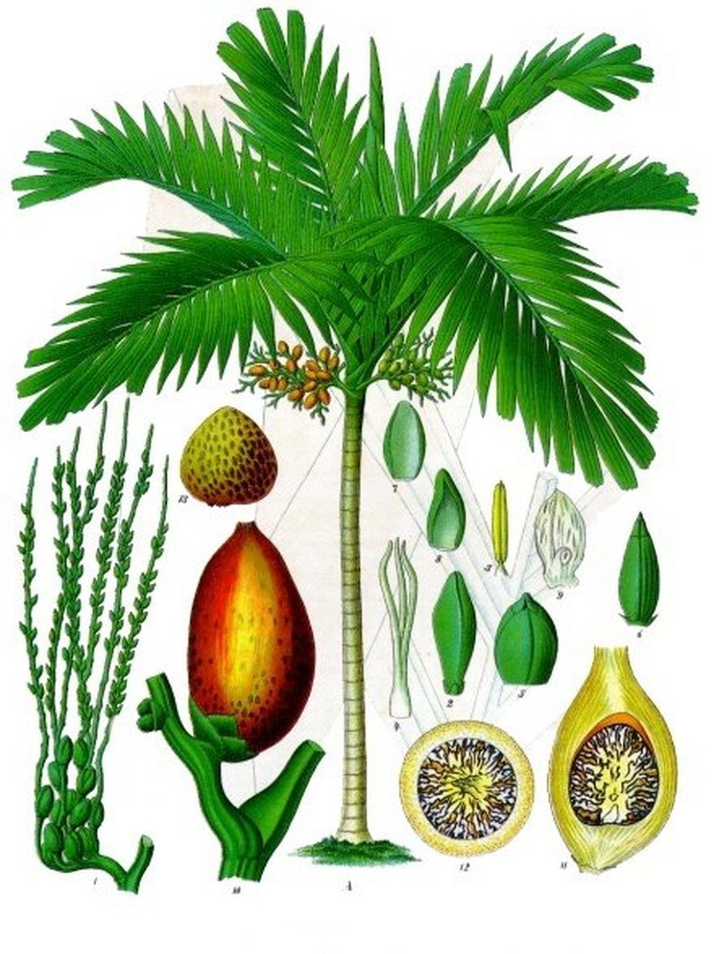Areca gurita