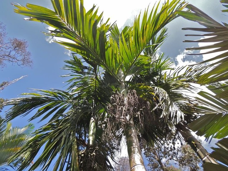 Areca hutchinsoniana