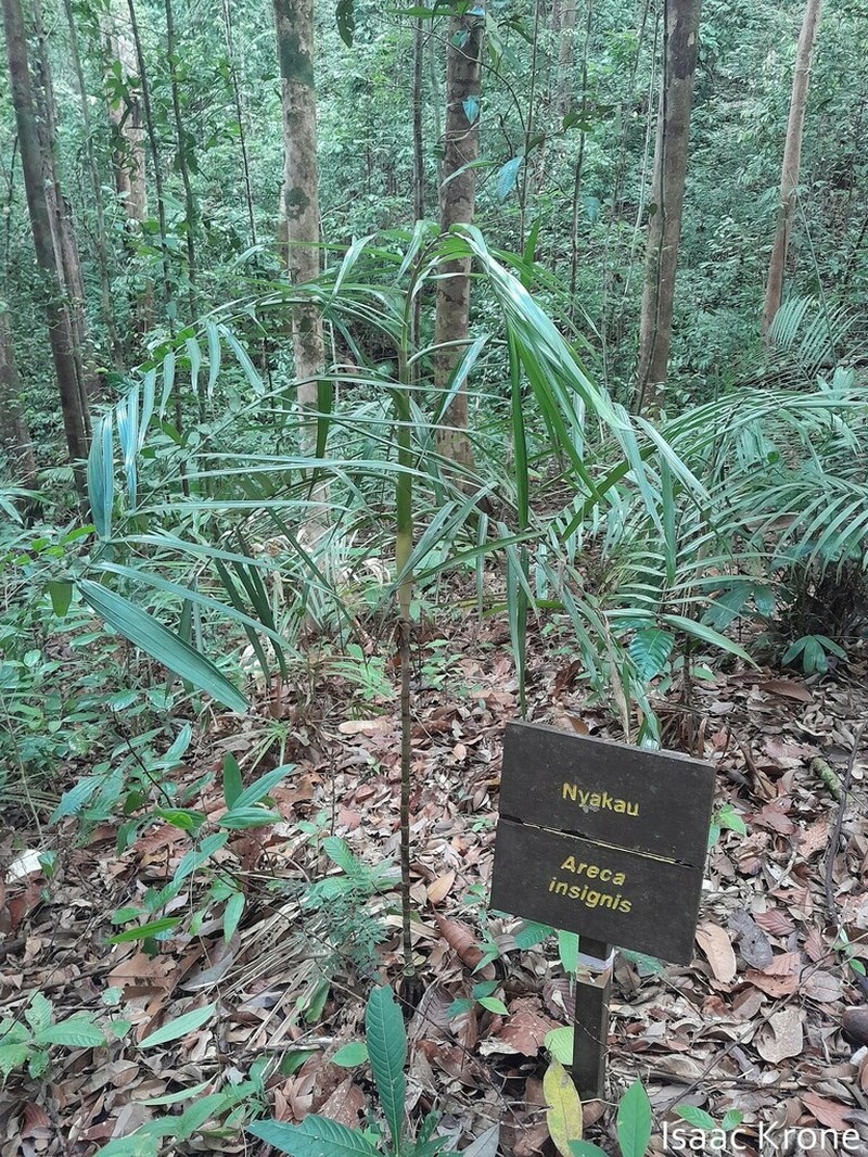 Areca insignis photo 4