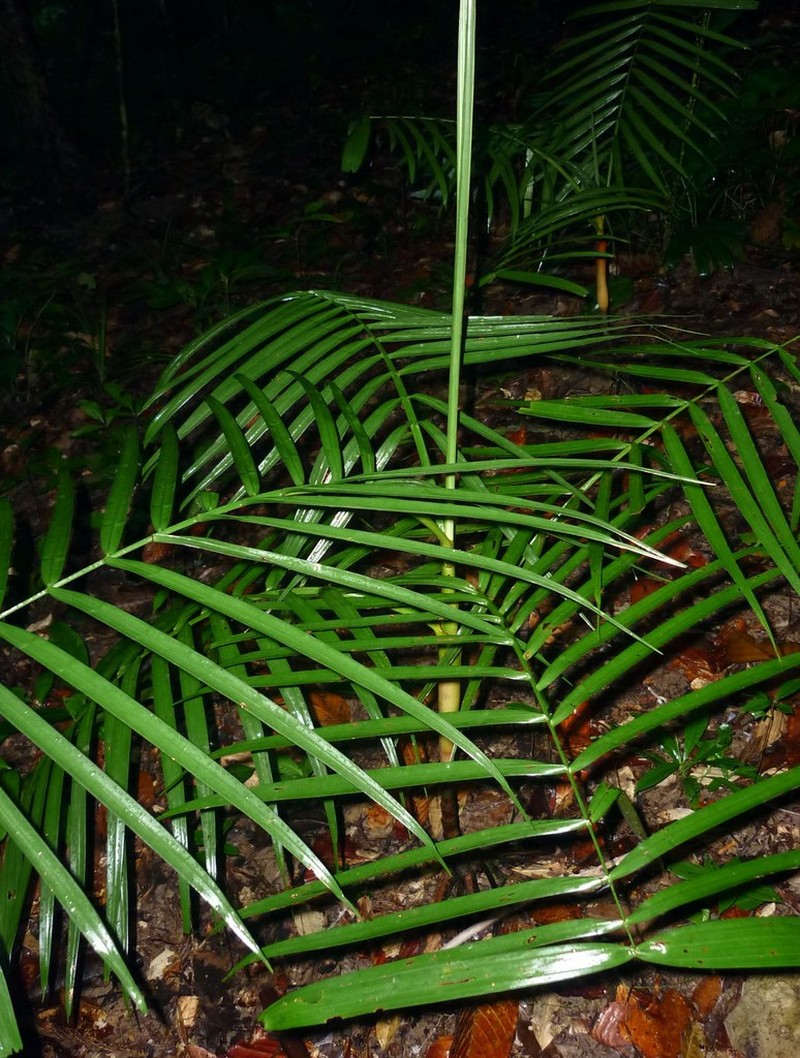 Areca insignis photo 2