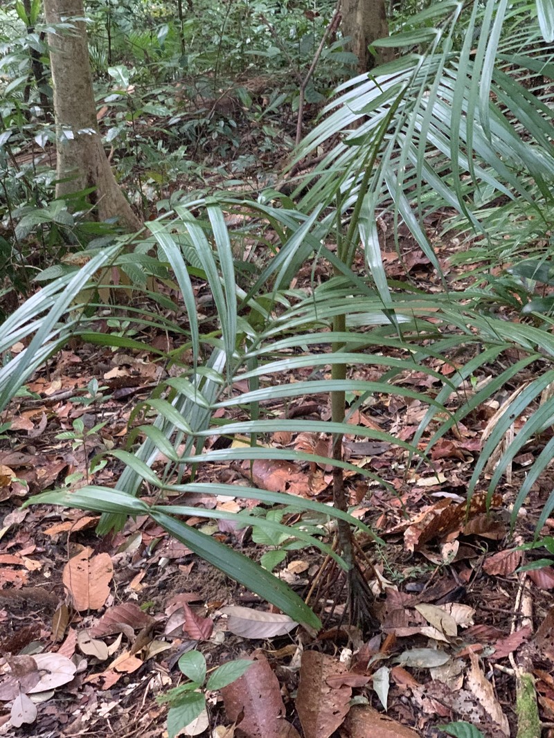 Areca insignis photo 3
