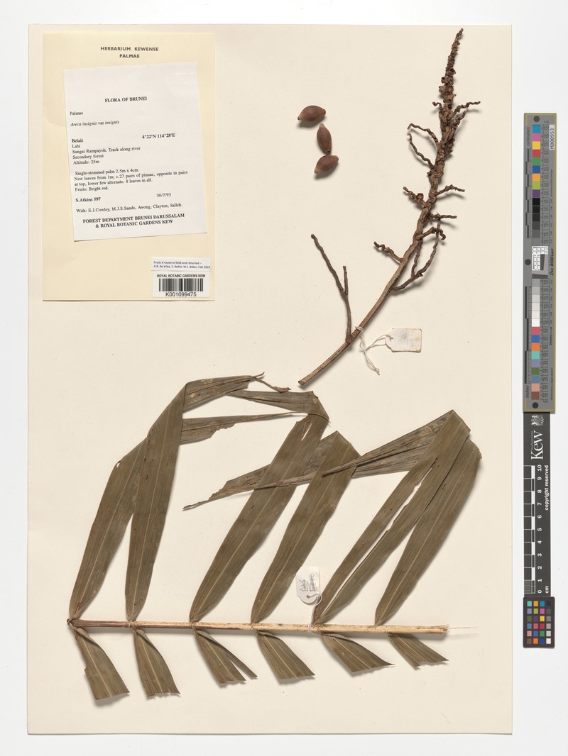 Areca insignis var. insignis photo 3