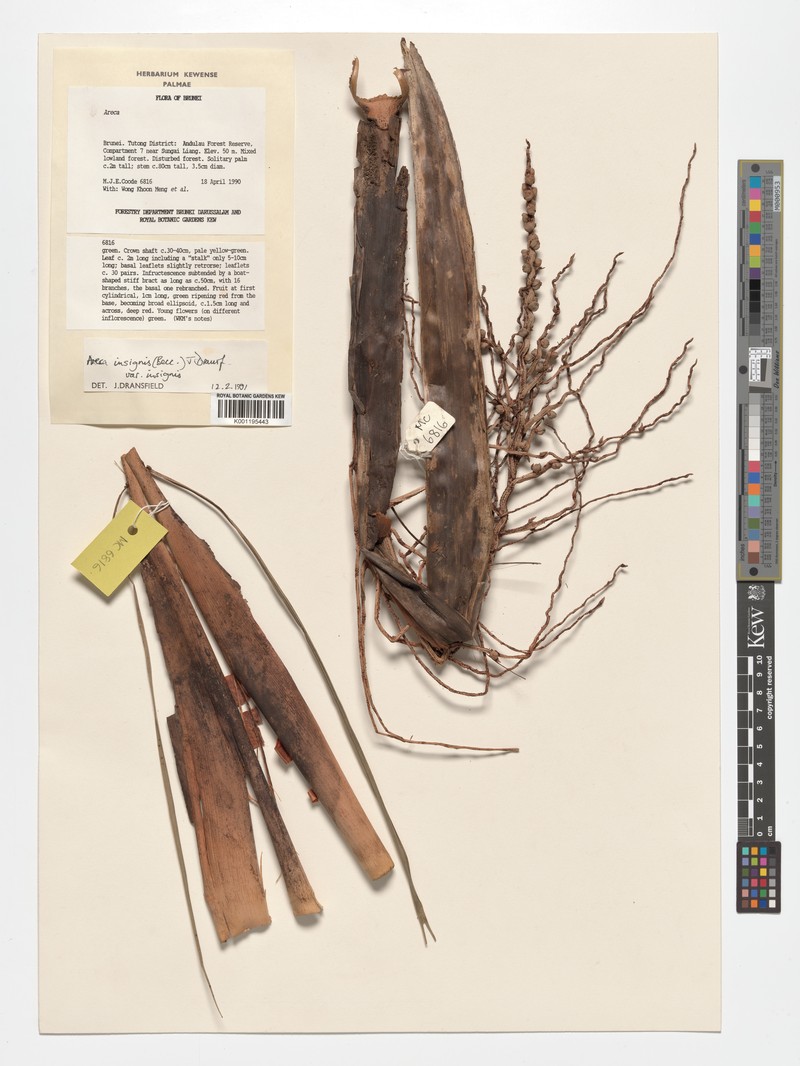Areca insignis var. insignis photo 4