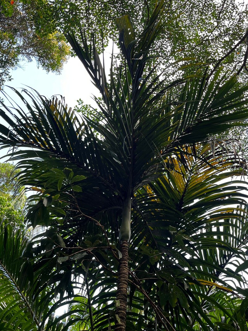 Areca ipot