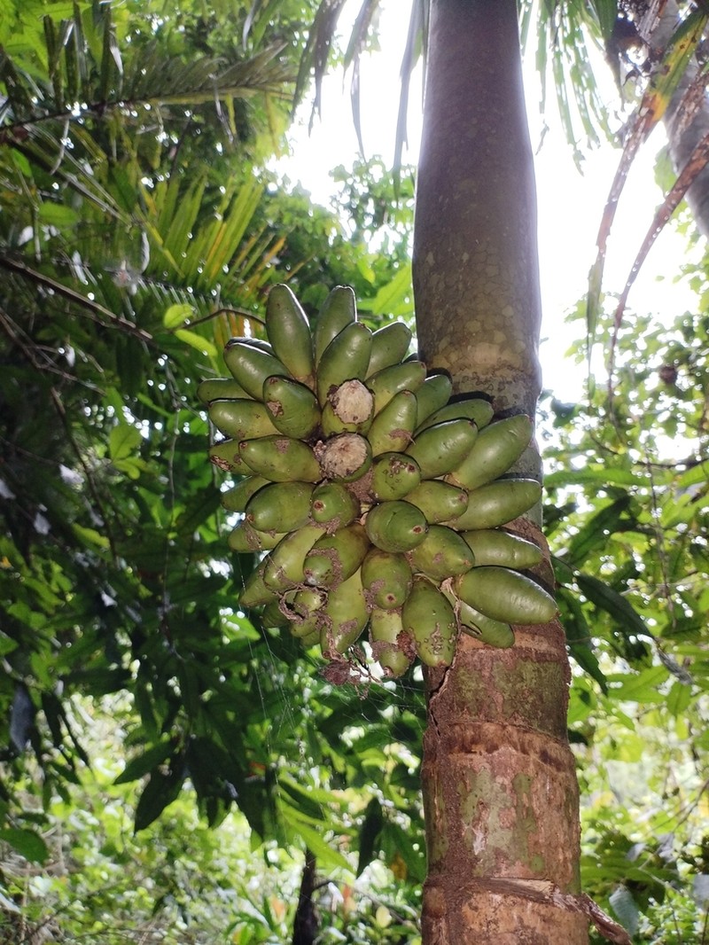 Areca ipot photo 2