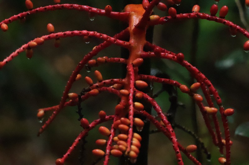 Areca kinabaluensis