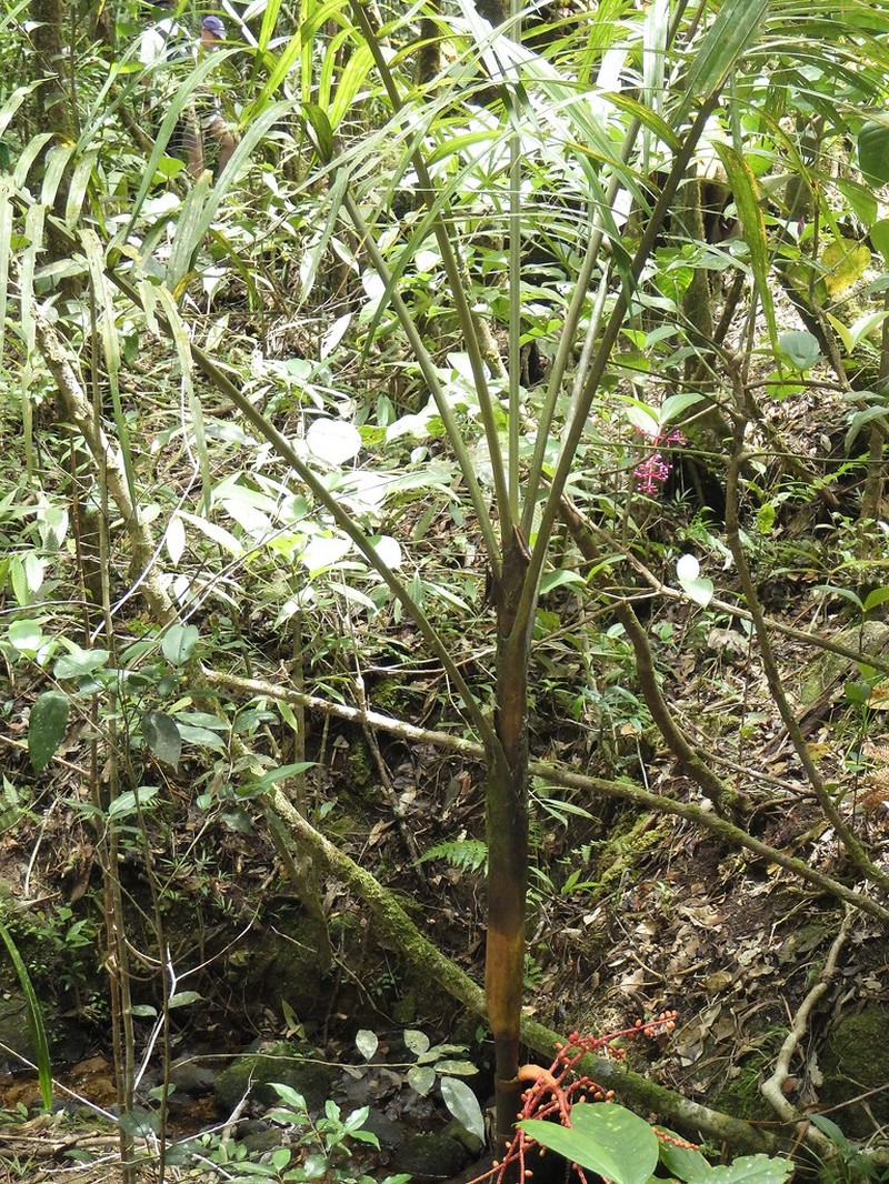 Areca kinabaluensis photo 2