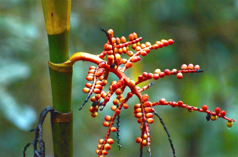 Areca kinabaluensis photo 3