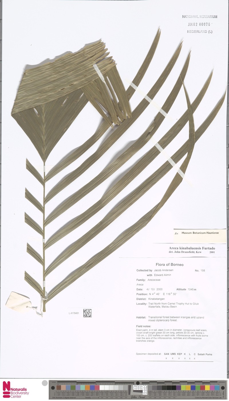 Areca kinabaluensis photo 5