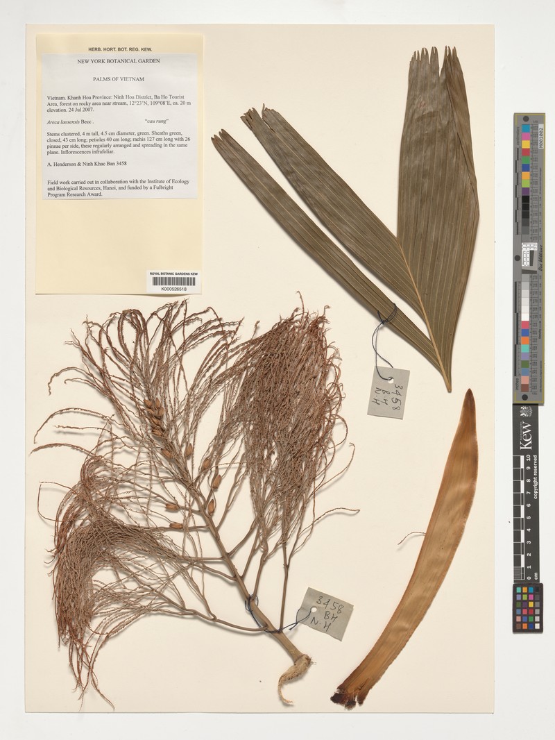 Areca laosensis