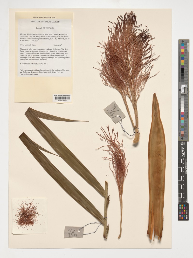 Areca laosensis photo 2