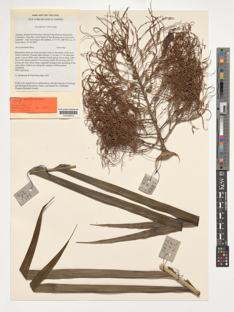 Areca laosensis photo 3