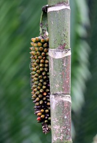 Areca macrocalyx