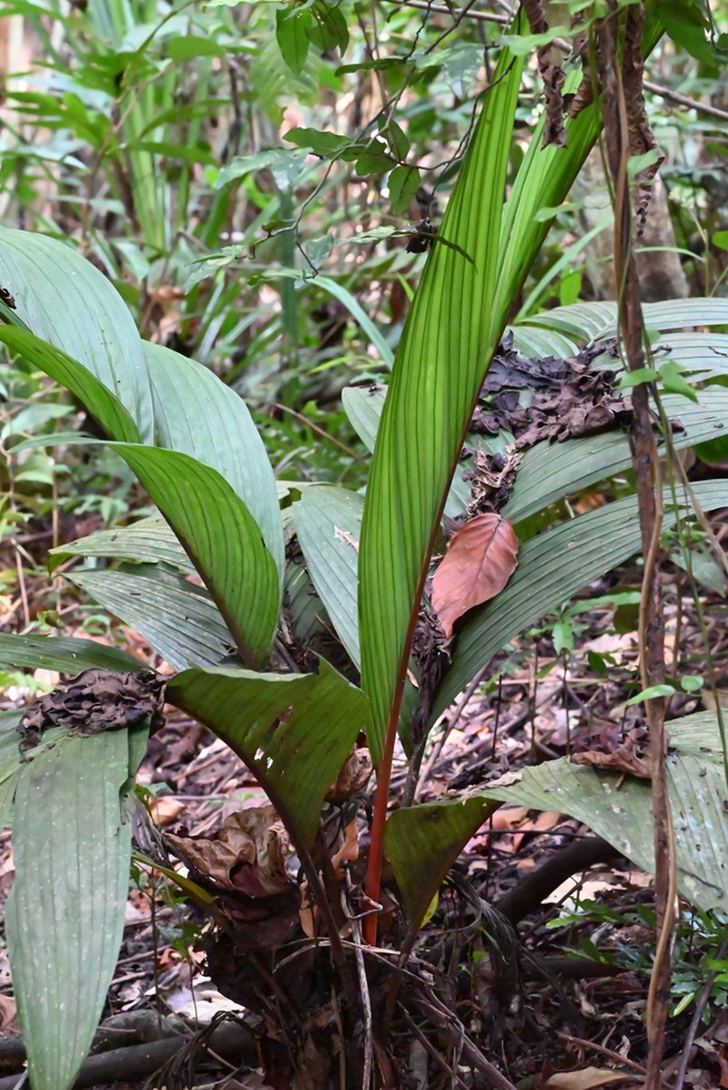 Areca macrocalyx photo 2