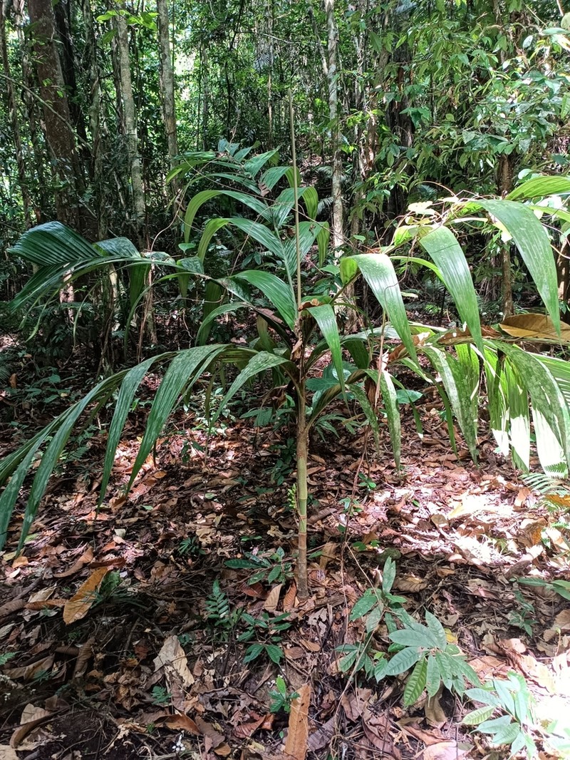 Areca macrocalyx photo 3