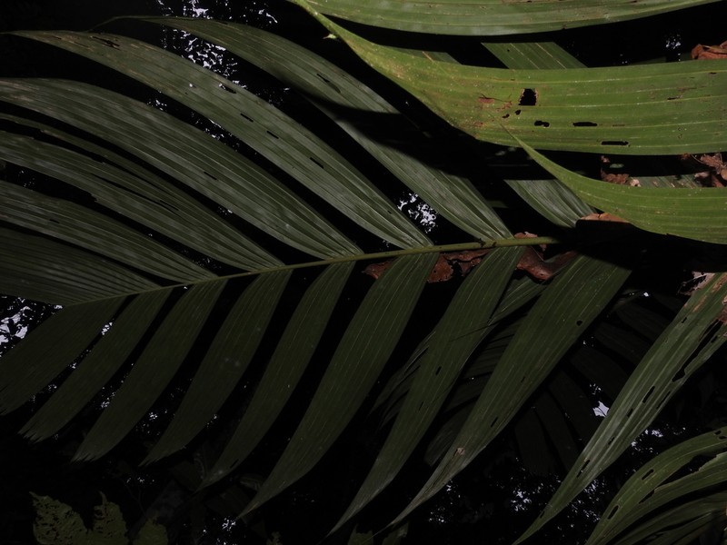 Areca macrocalyx photo 4