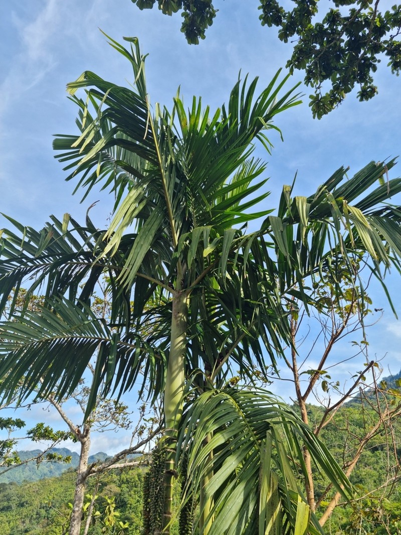 Areca macrocalyx photo 5