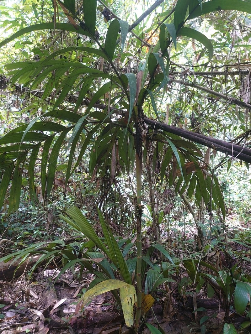 Areca macrocalyx photo 7