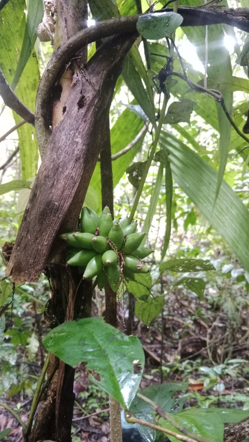 Areca macrocalyx photo 8
