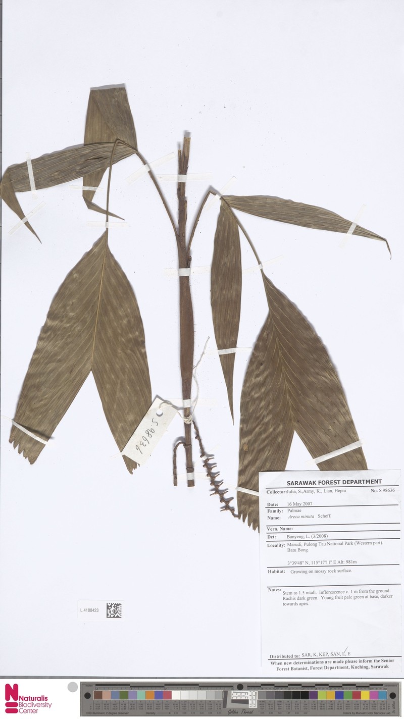 Areca minuta