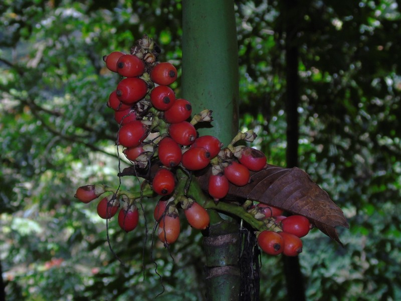 Areca montana photo 2