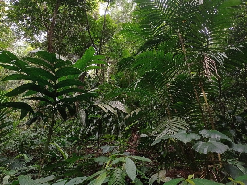 Areca montana photo 3