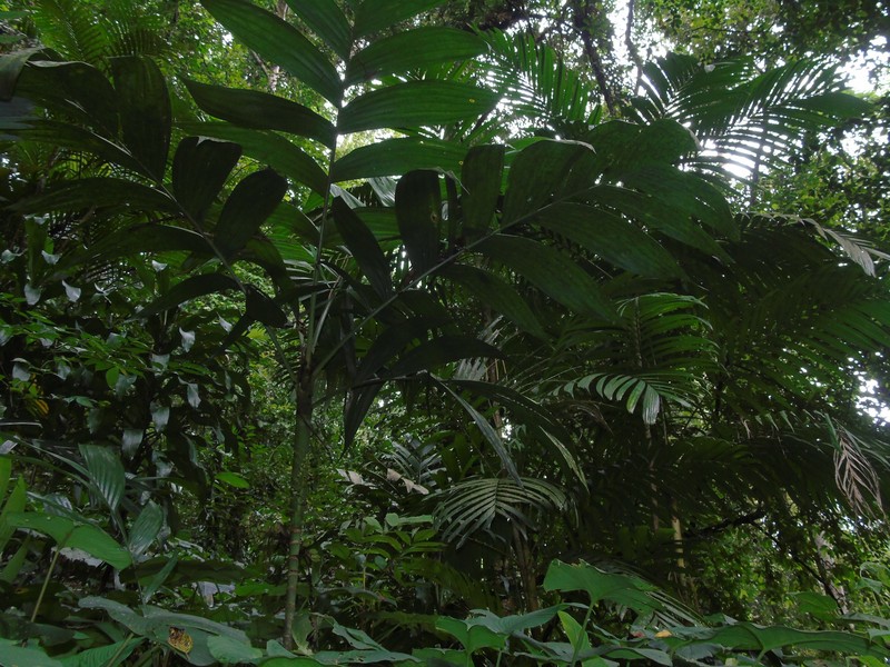 Areca montana photo 6