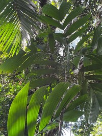 Areca novohibernica