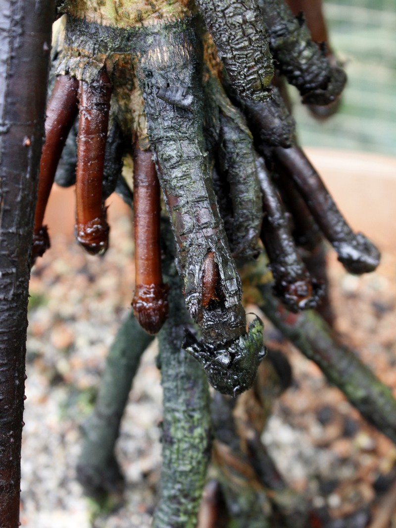 Areca novohibernica photo 3