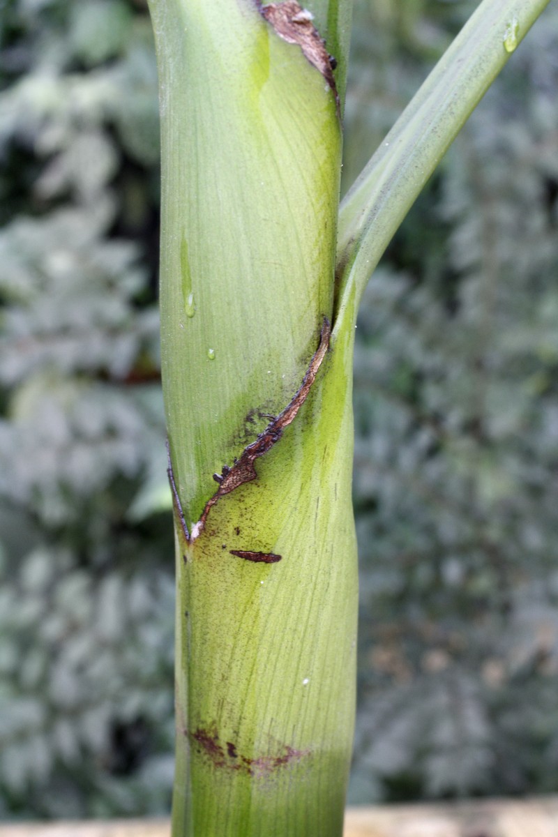 Areca novohibernica photo 4