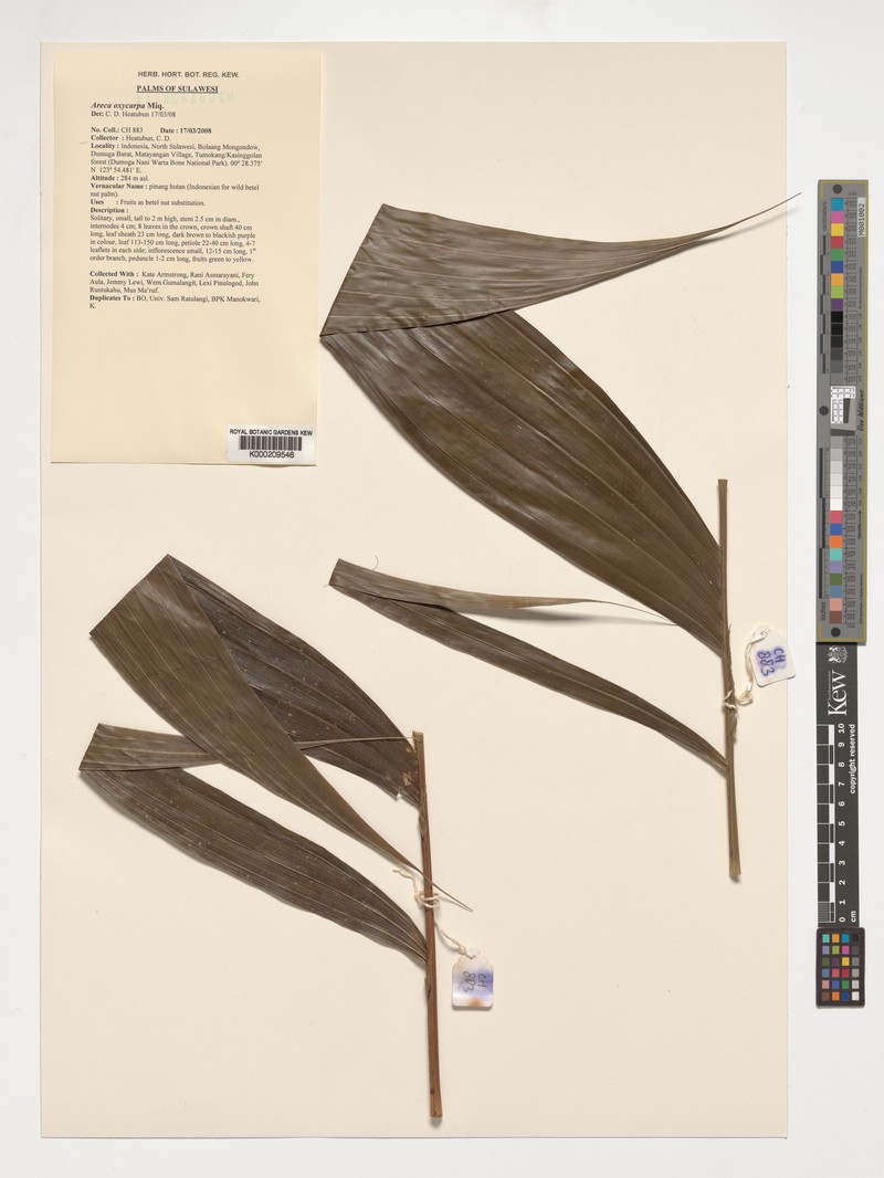Areca oxycarpa photo 2