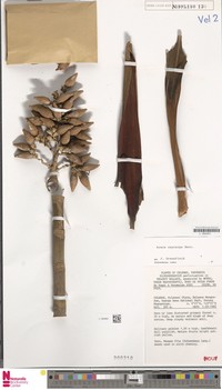 Areca oxycarpa