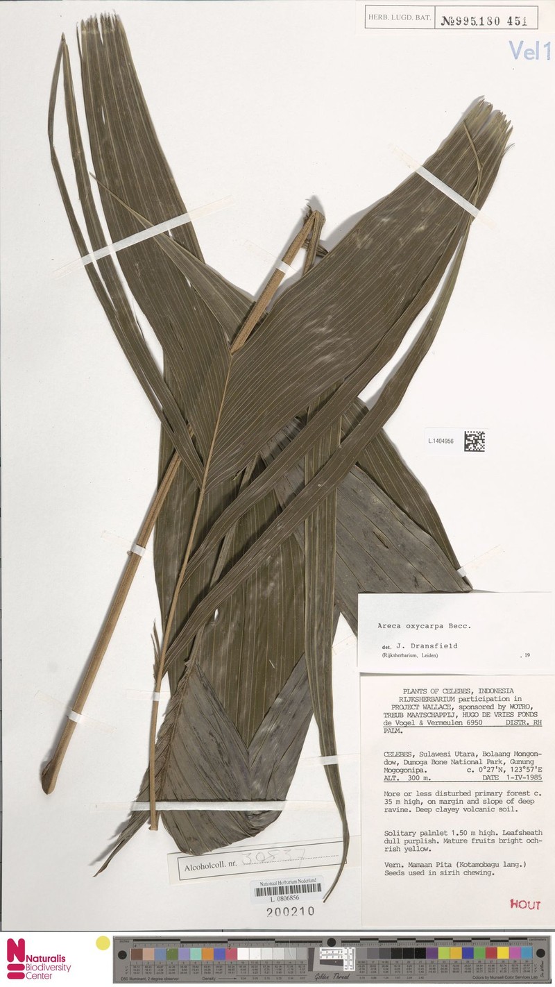 Areca oxycarpa photo 2