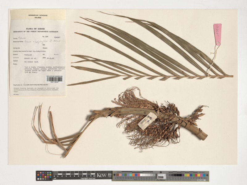 Areca rheophytica photo 4