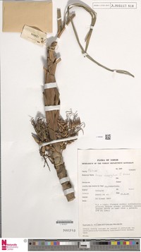 Areca rheophytica
